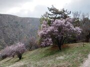 Узбекистан. Хйкинг в горах. Горно-Мелиоративная станция в Суккоке