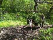 Хайкинг пешие туры в горах Узбекистана к водопаду Аксарсай (24)
